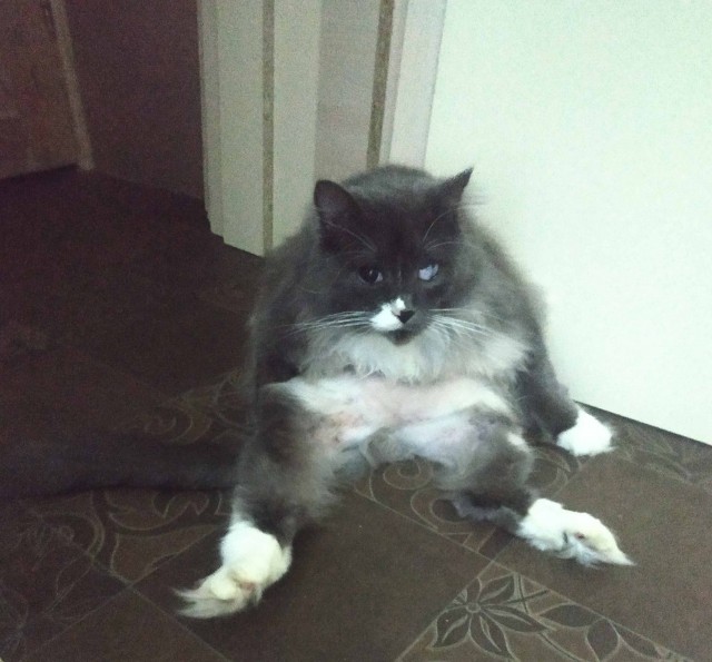 Котовторнику посвящается