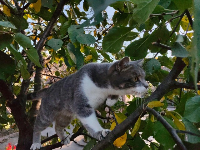 Котовторнику быть!