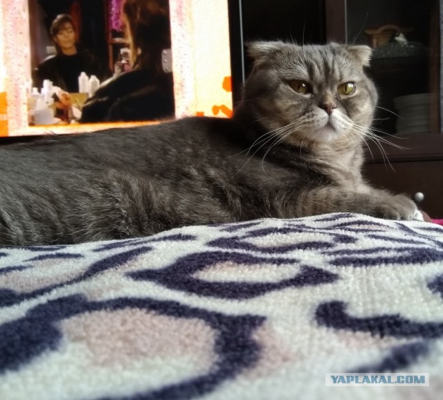 Всех кошатников с Праздником!