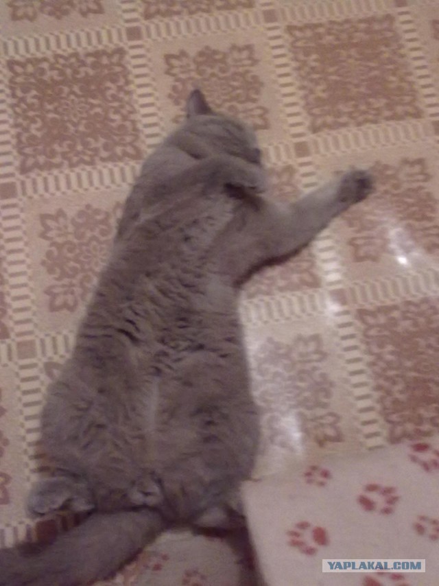 Котан что с тобой?