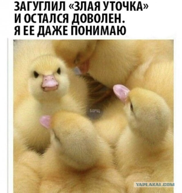 Весёлый полтишок 31.03