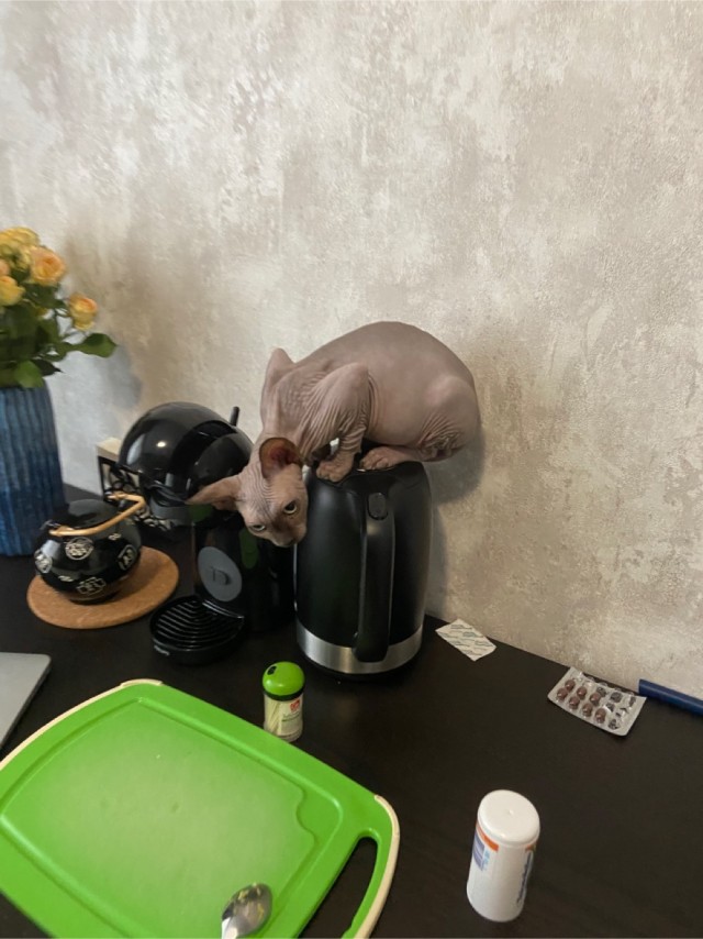 Сатана, а не кот