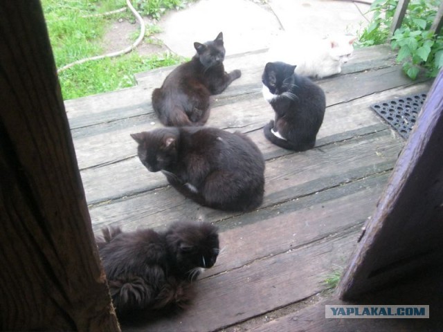 Жизнь домашнего приюта для котеек 356