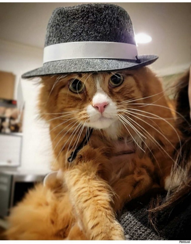 Разные котики