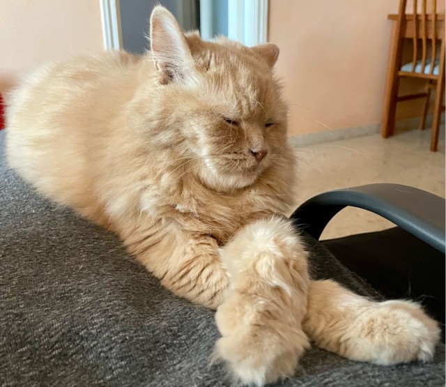 Котовторник