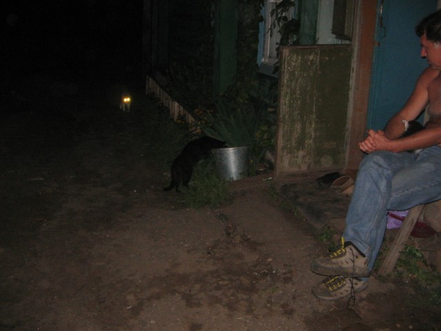 День кота.