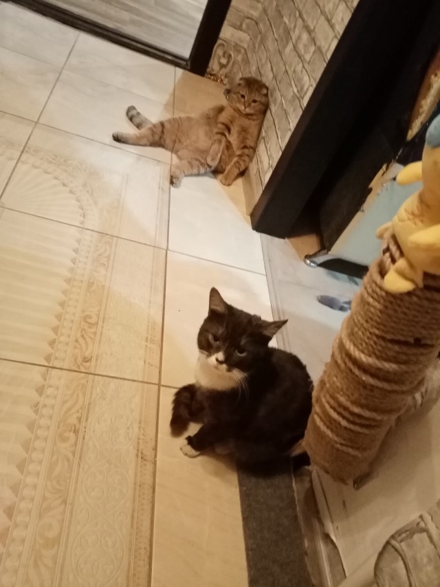 Котовторник 21.12.21