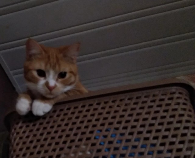 А что это мы котовторник не начинаем? Время пришло!