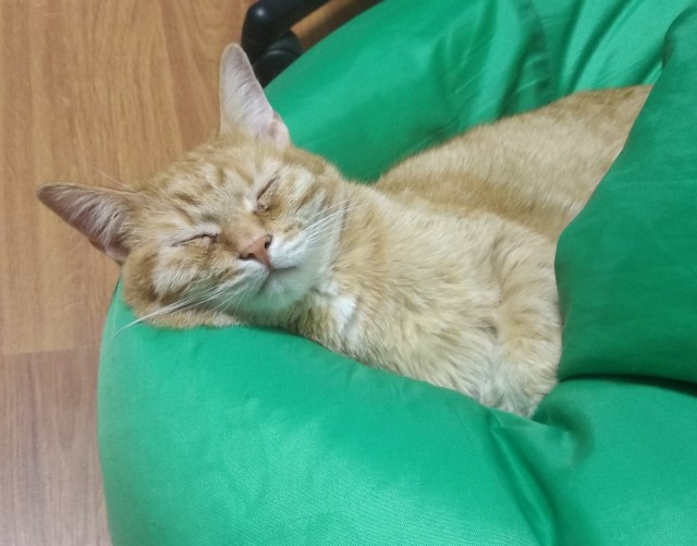 Не буду я ждать котовторника!