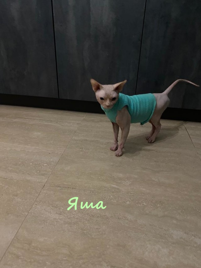Жизнь домашнего приюта "Котоленд" 329