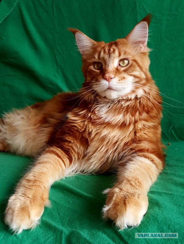 Котовторник ведь начался!