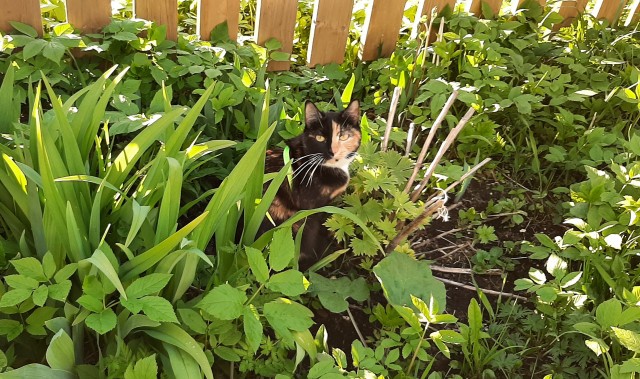 А вот и котовторник 24.05.2022