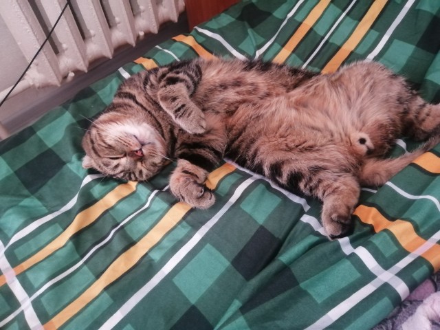 Начну котовторник чуть раньше!