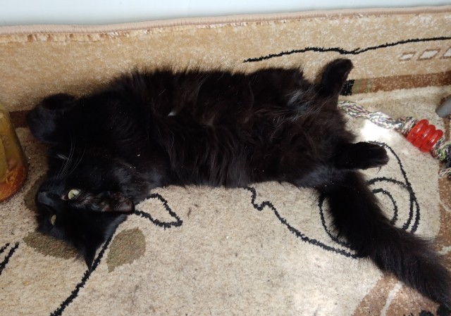 Ура! Котовторник.