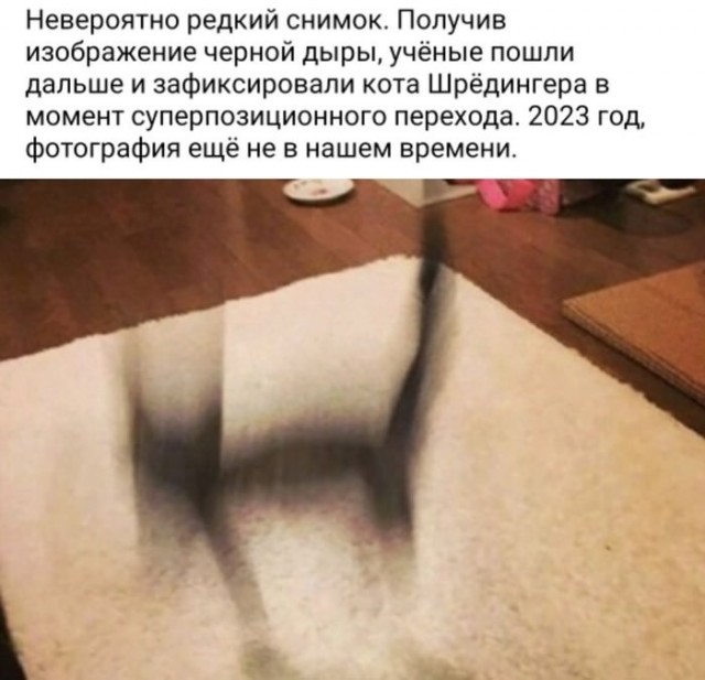 Кот
