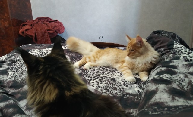 Кошка