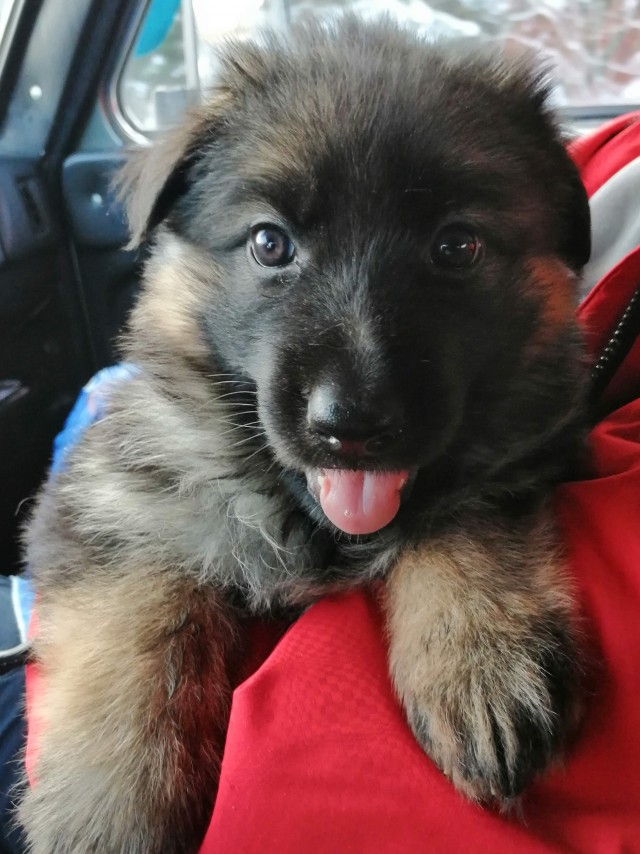 Раз уж собакочетверг, поделюсь фотками своей покусачки