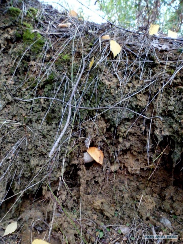 Генералы песчаного карьера