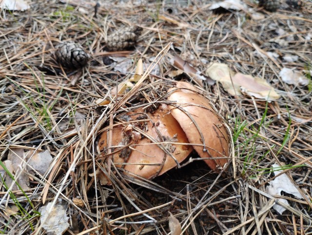 Небольшой грибной фотоотчет