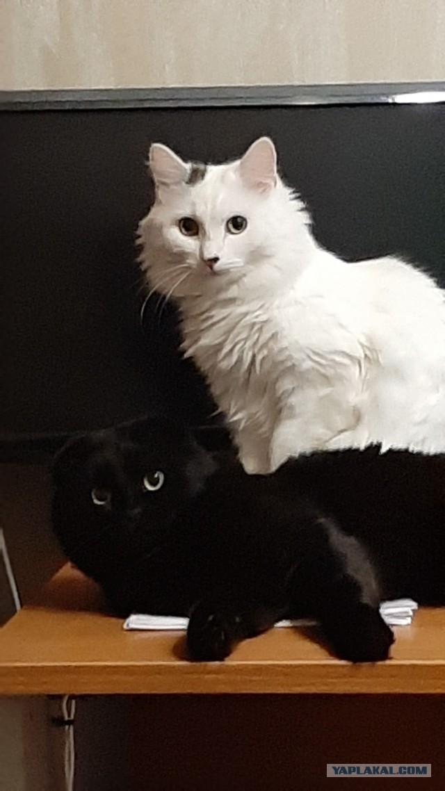 Котенок проснулся