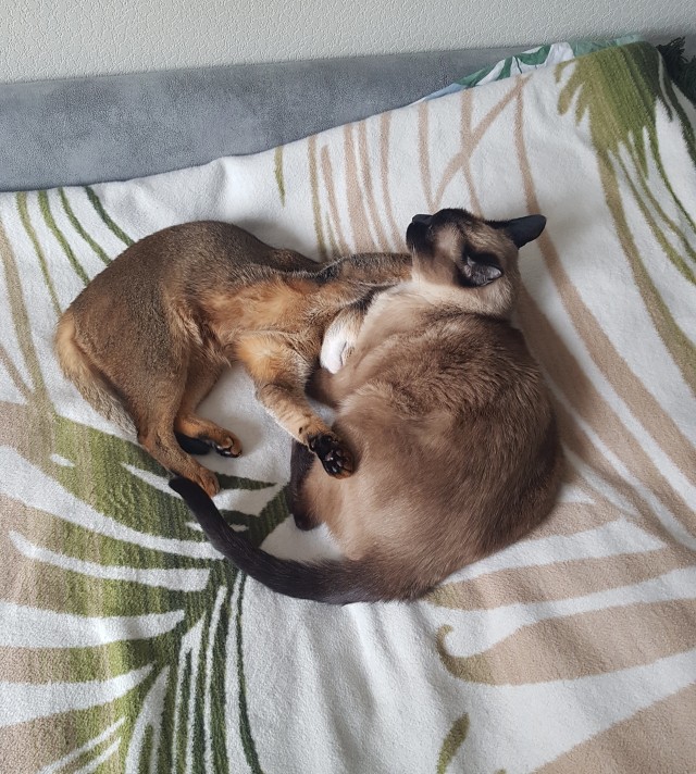 Котовторник 1.11.22
