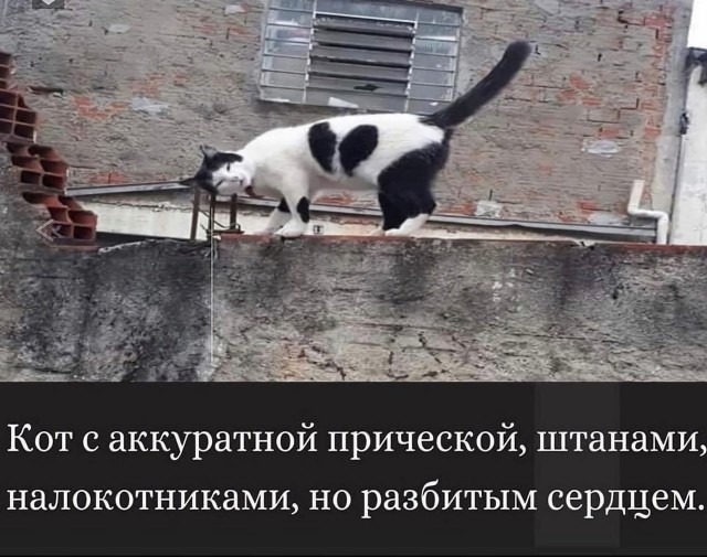 Юмор в картинках и без