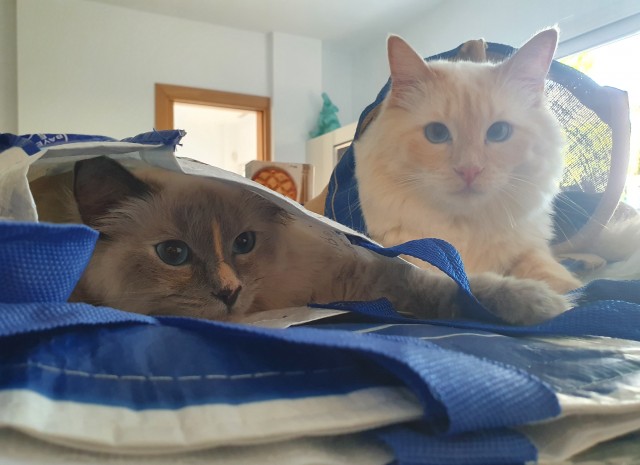 Мой котовторник