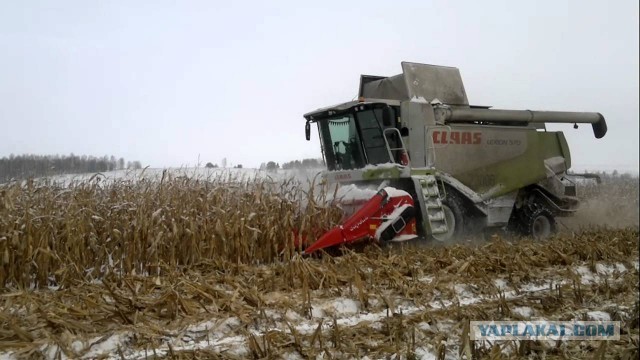 Жителя Ставрополья застрелили, когда он собирал кукурузу со своим сыном