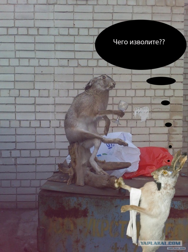 Заяц