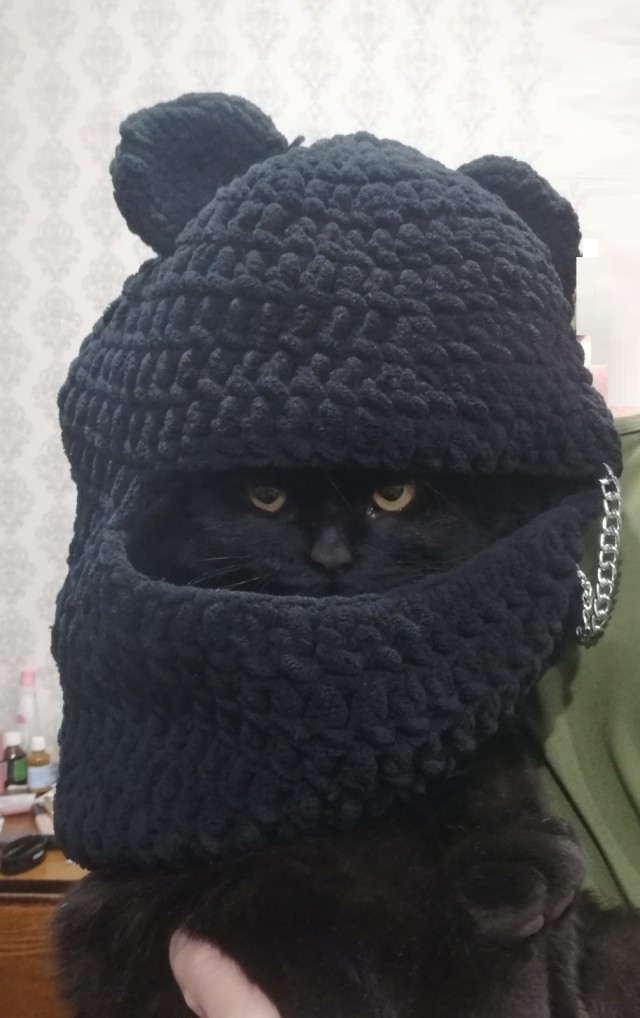 Котовторнику посвящается!