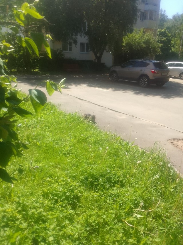 История одного котенка