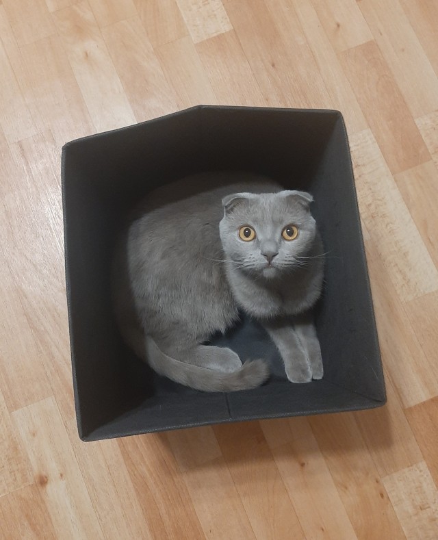 Ловушки для котов