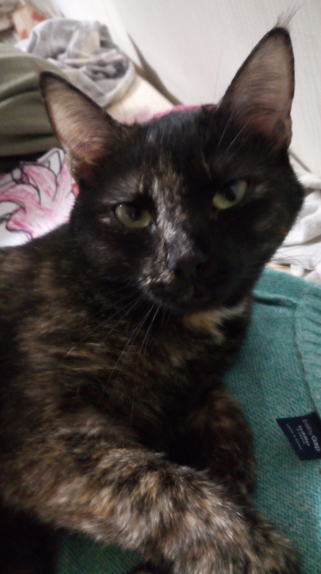 Не прошёл мимо котёнка
