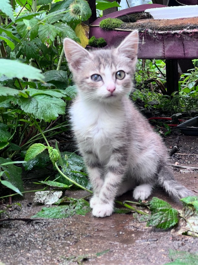 Котовторнику посвящается-Подобрашка