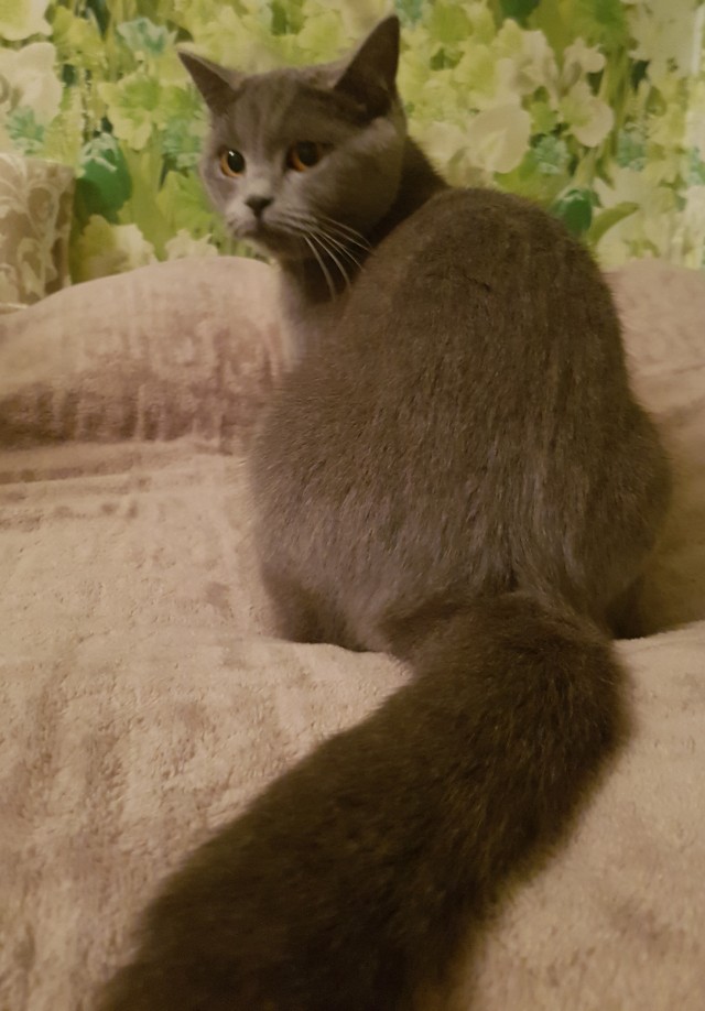 Моя красотка