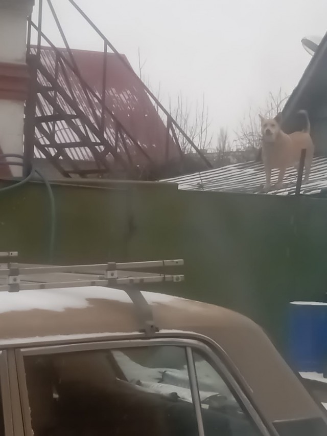 Жизнь домашнего приюта "Котоленд" 419