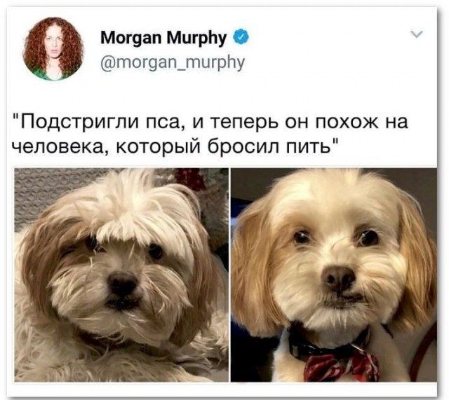 Я отвел свою собаку к грумеру и получил новую собачатину