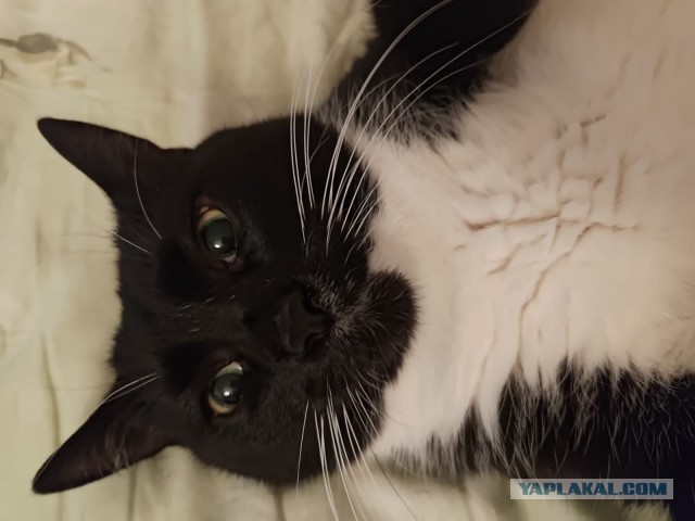 Всех с котовторником