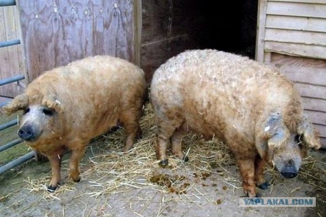 Находки в обычном парке