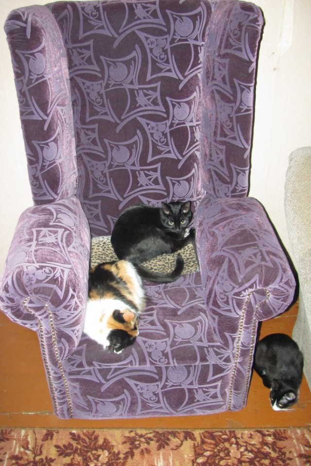 Котовторник 04.06.2013