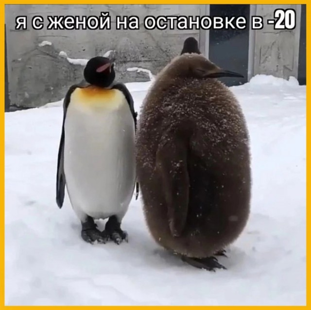 Картинков вам разных.