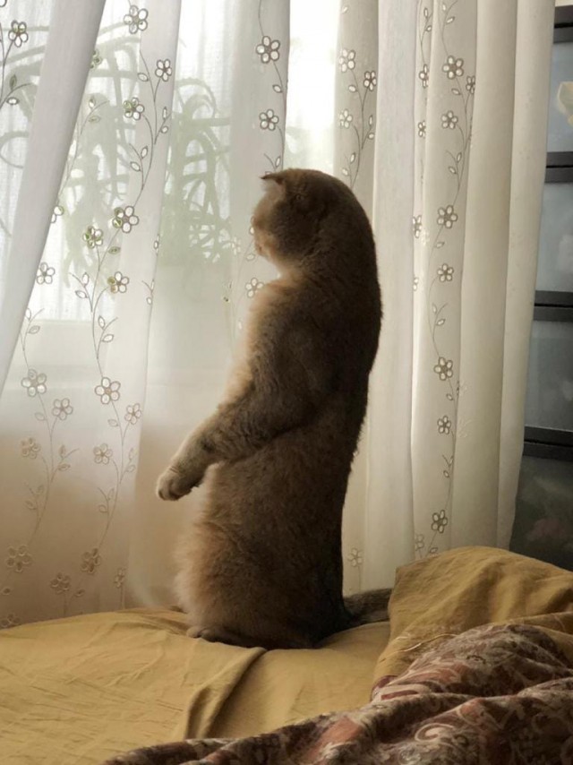 Первый Новый год кошечки