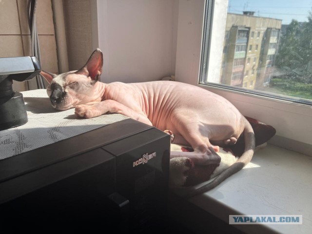 Сфинксы на улице Кошкина