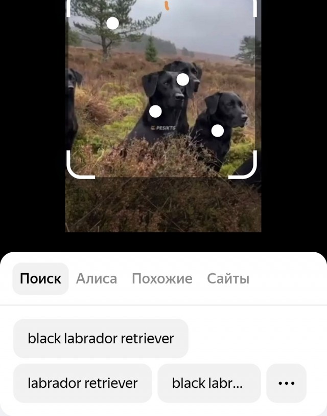 Напряженная охота