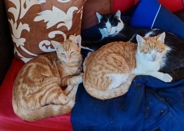 Котовторниковое