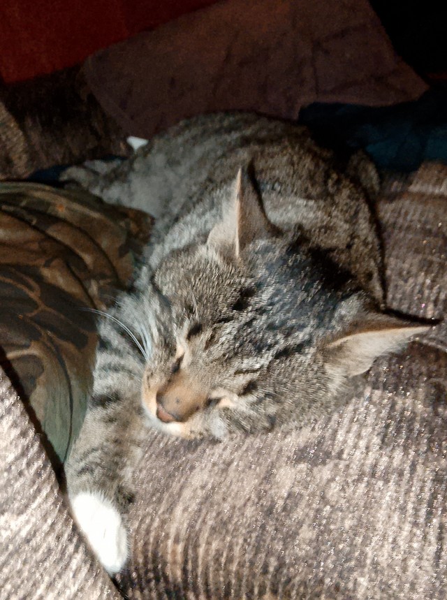 Я теперь тоже с котом