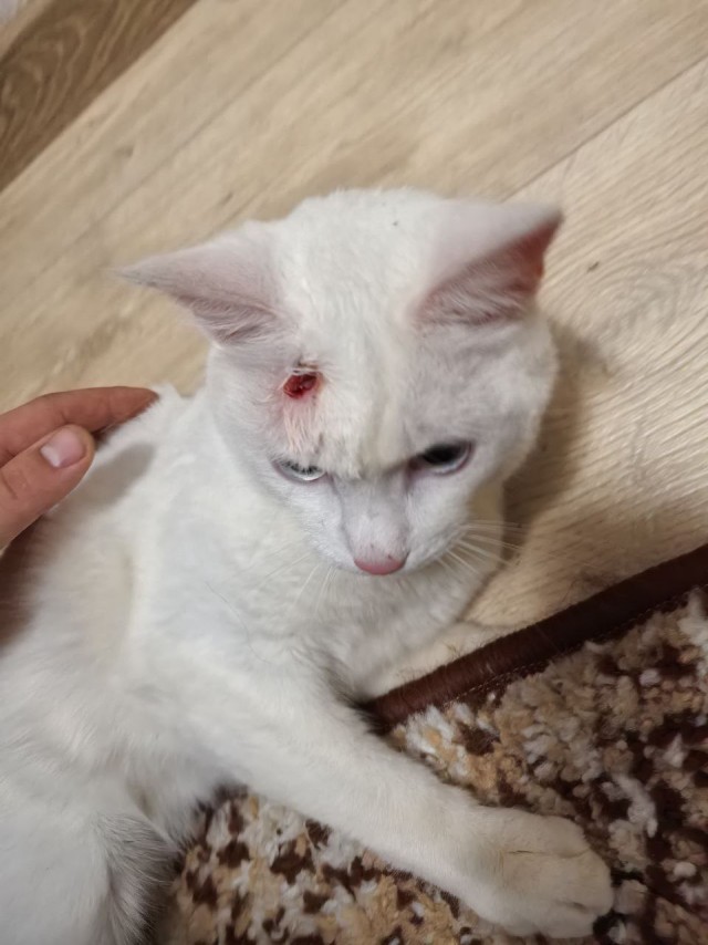 К котовторнику
