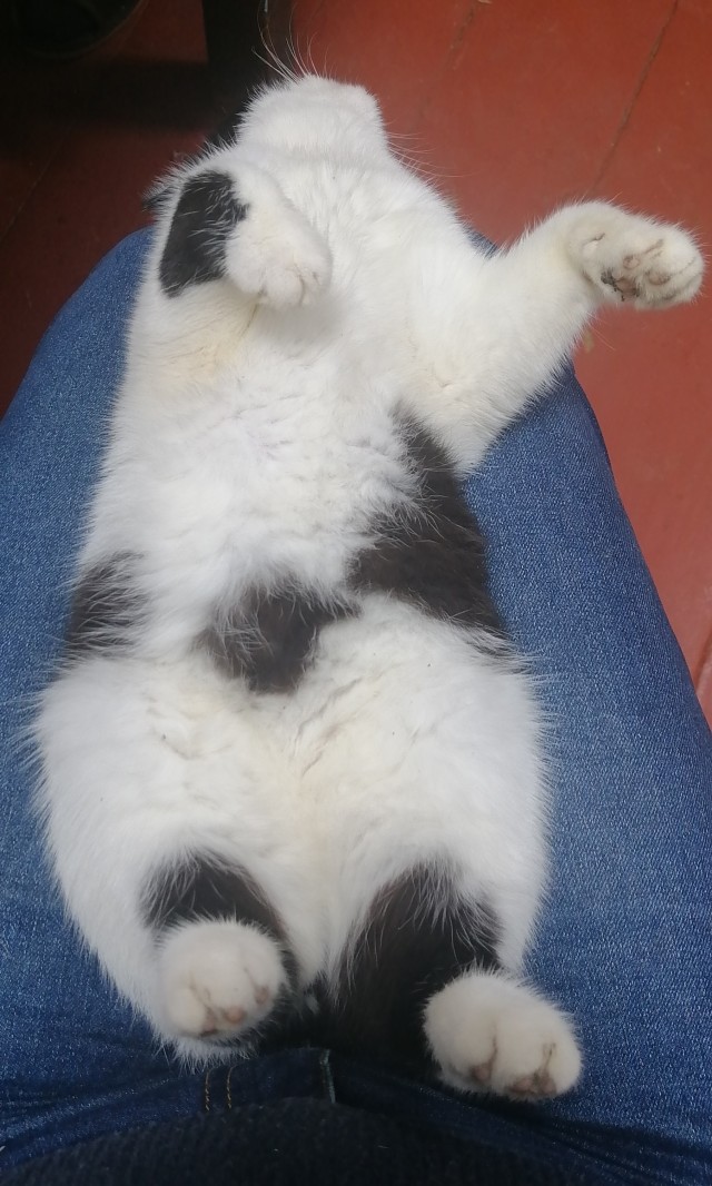 Котовторник же!
