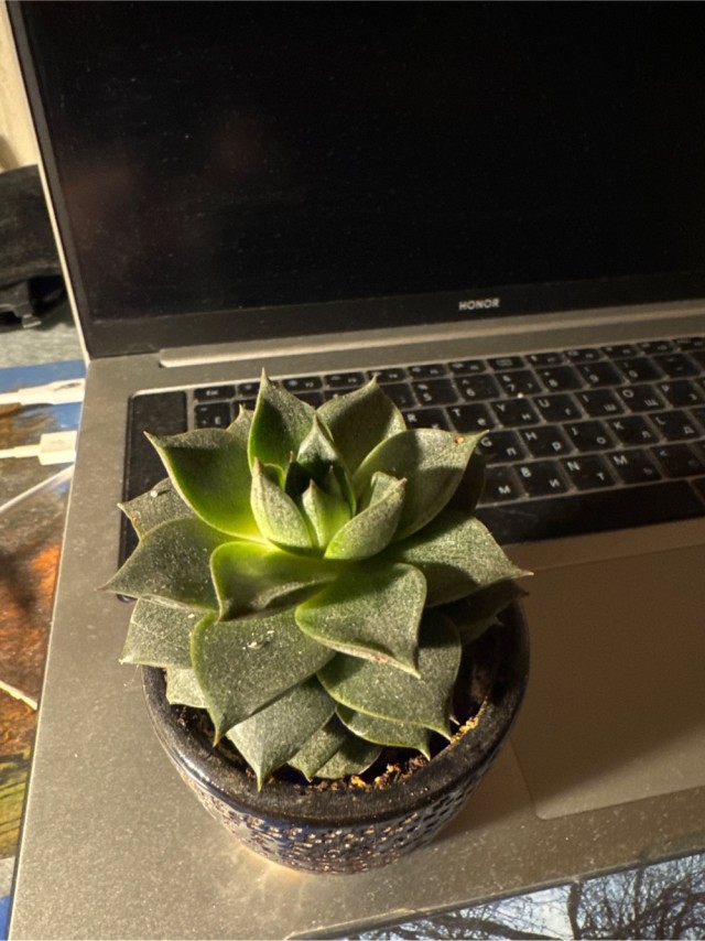 Приятель новый .