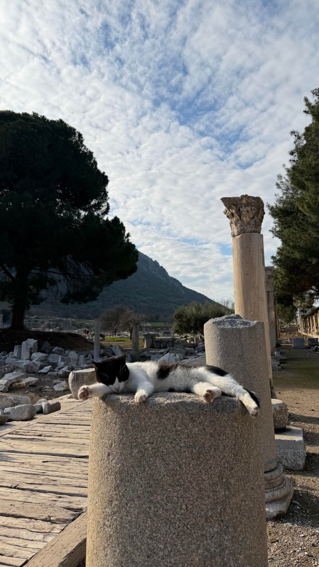 Кошки в развалинах Эфеса, Турция